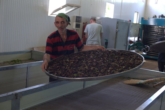 Příprava bílého čaje